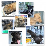 SPCA Selangor SPCA Selangor